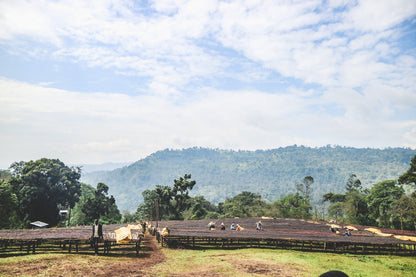 ETHIOPIA QABBALLE NATURAL