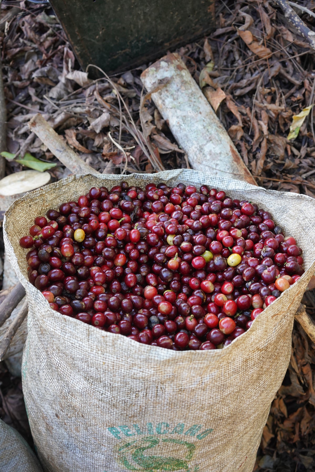COSTA RICA SEILYN JIMENEZ NATURAL